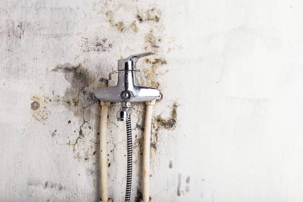 Best Mold Damage Repair  in Elizabeth, CO