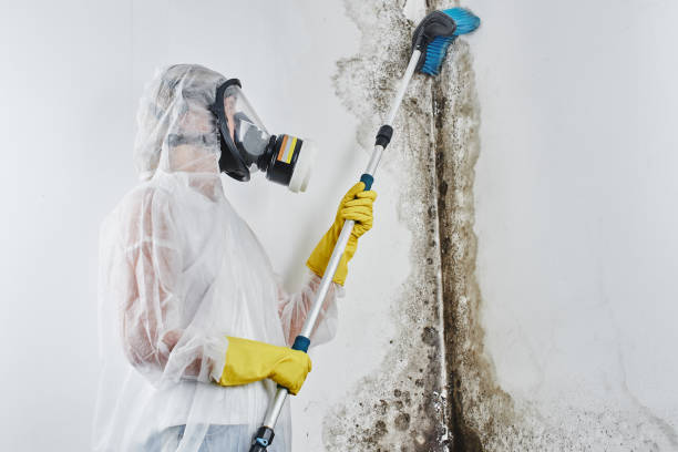 Best Toxic Mold Removal  in Elizabeth, CO