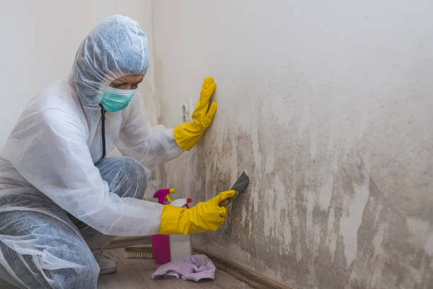 Best Certified Mold Removal  in Elizabeth, CO