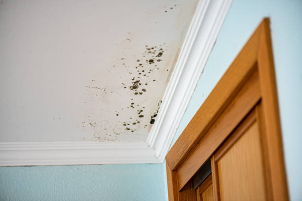 Best Crawl Space Mold Removal  in Elizabeth, CO