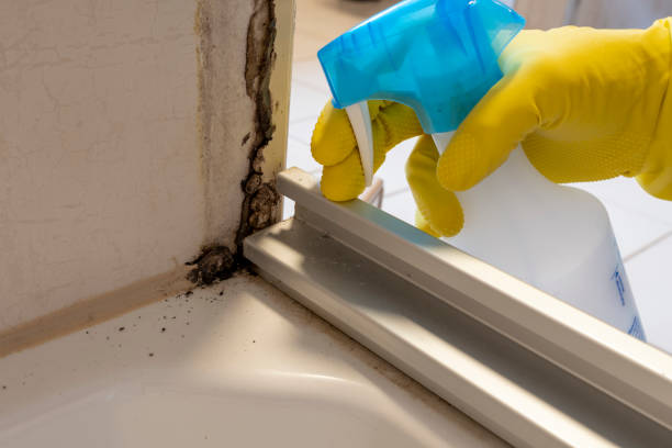 Best Residential Mold Removal  in Elizabeth, CO