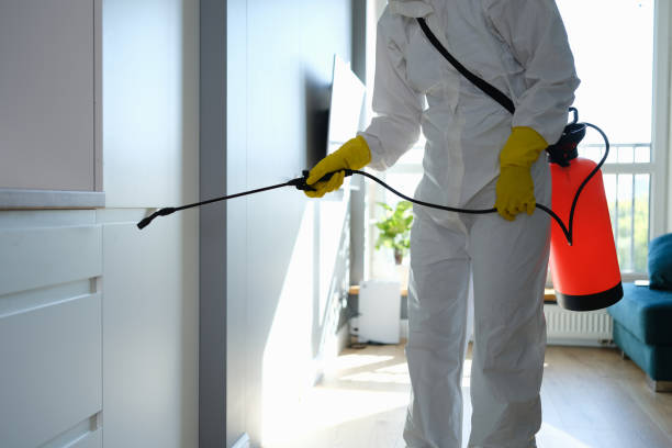 Best Mold Remediation  in Elizabeth, CO