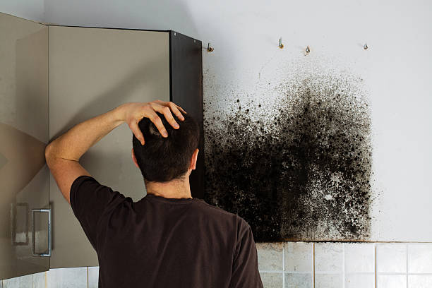 Attic Mold Removal in Elizabeth, CO