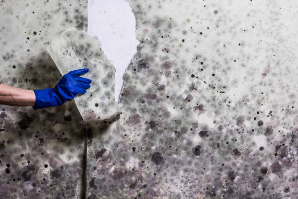 Best Mold Testing  in Elizabeth, CO
